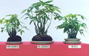 Money Tree
